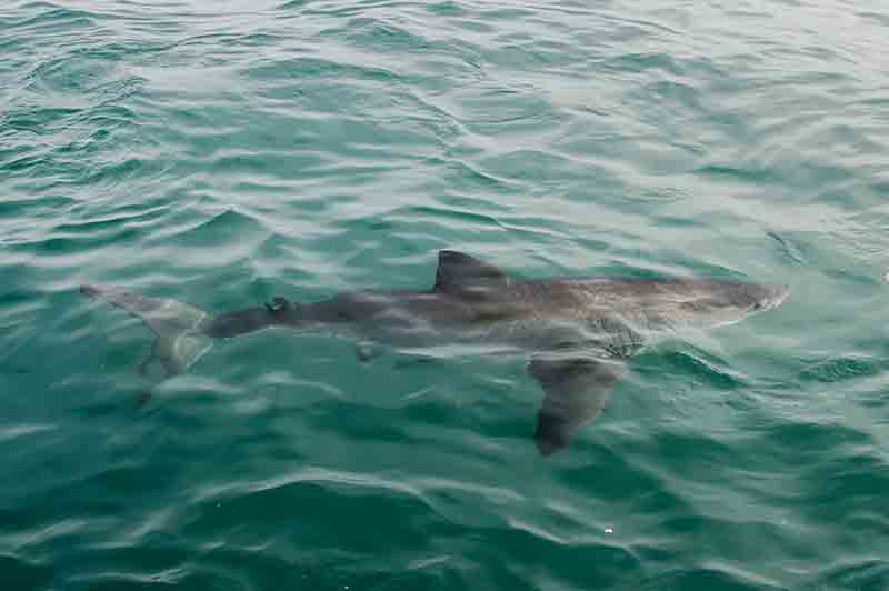 Tiburón Blanco - Gansbaai - Sudáfrica 1.jpg